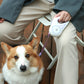 Retractable Dog Leash with Collar & Spotlight