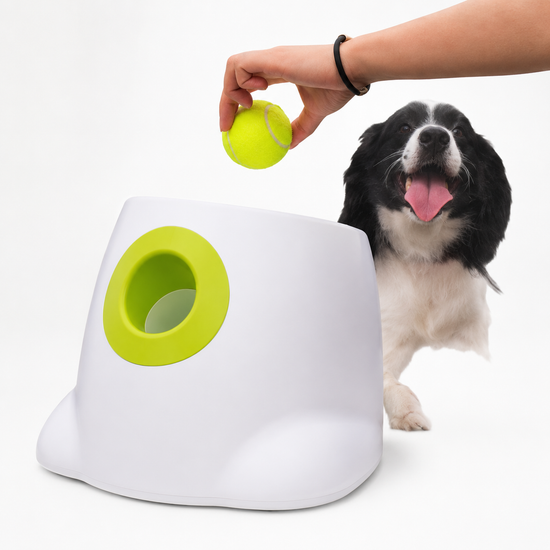Dog playing with a toy and a ball on a white background