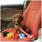 Dachshund sitting on a car seat with dog leashes and collars.