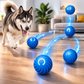 Dog playing with blue interactive dog toys on a wooden floor.