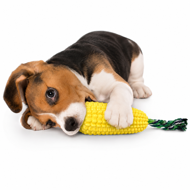 Puppy playing with a corn-shaped dog toy on a white background