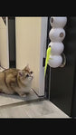 Motion Activated Interactive Cat Toy for Indoor Cats