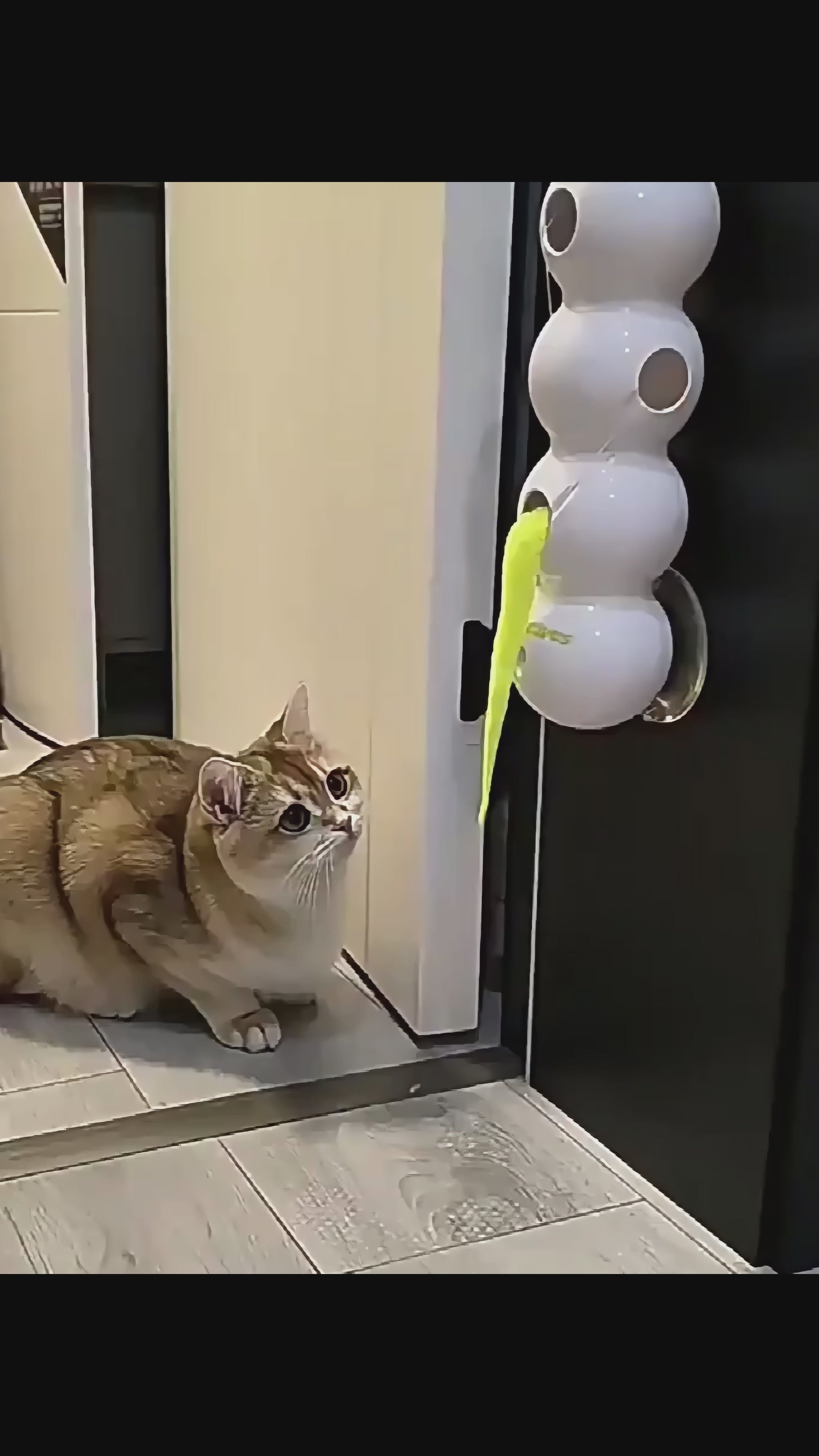 Motion Activated Interactive Cat Toy for Indoor Cats