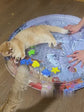 Interactive Water Bed For Dogs & Cats