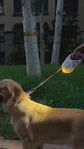 Retractable Dog Leash with Collar & Spotlight