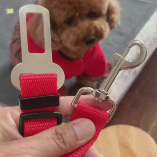 Red Dog leash with a dog fastened safely in a car