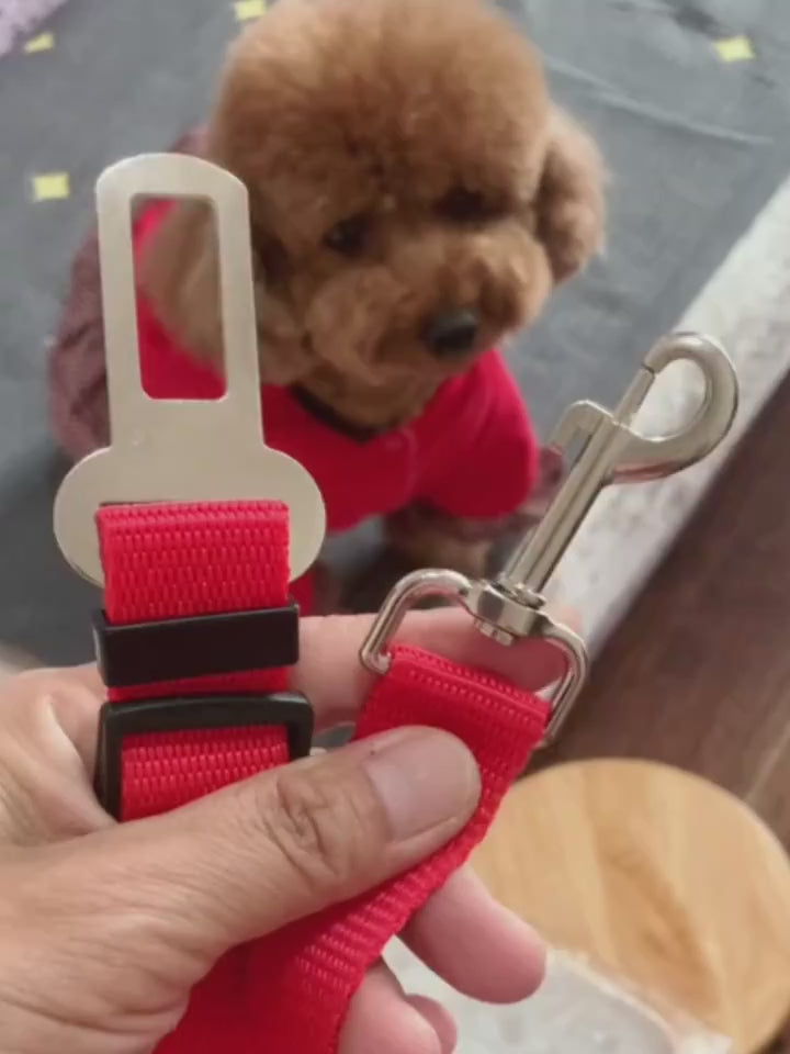 Red Dog leash with a dog fastened safely in a car