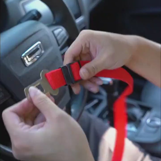 Red Dog leash with a dog fastened safely in a car