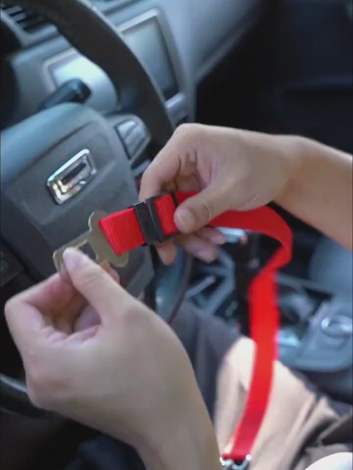 Red Dog leash with a dog fastened safely in a car