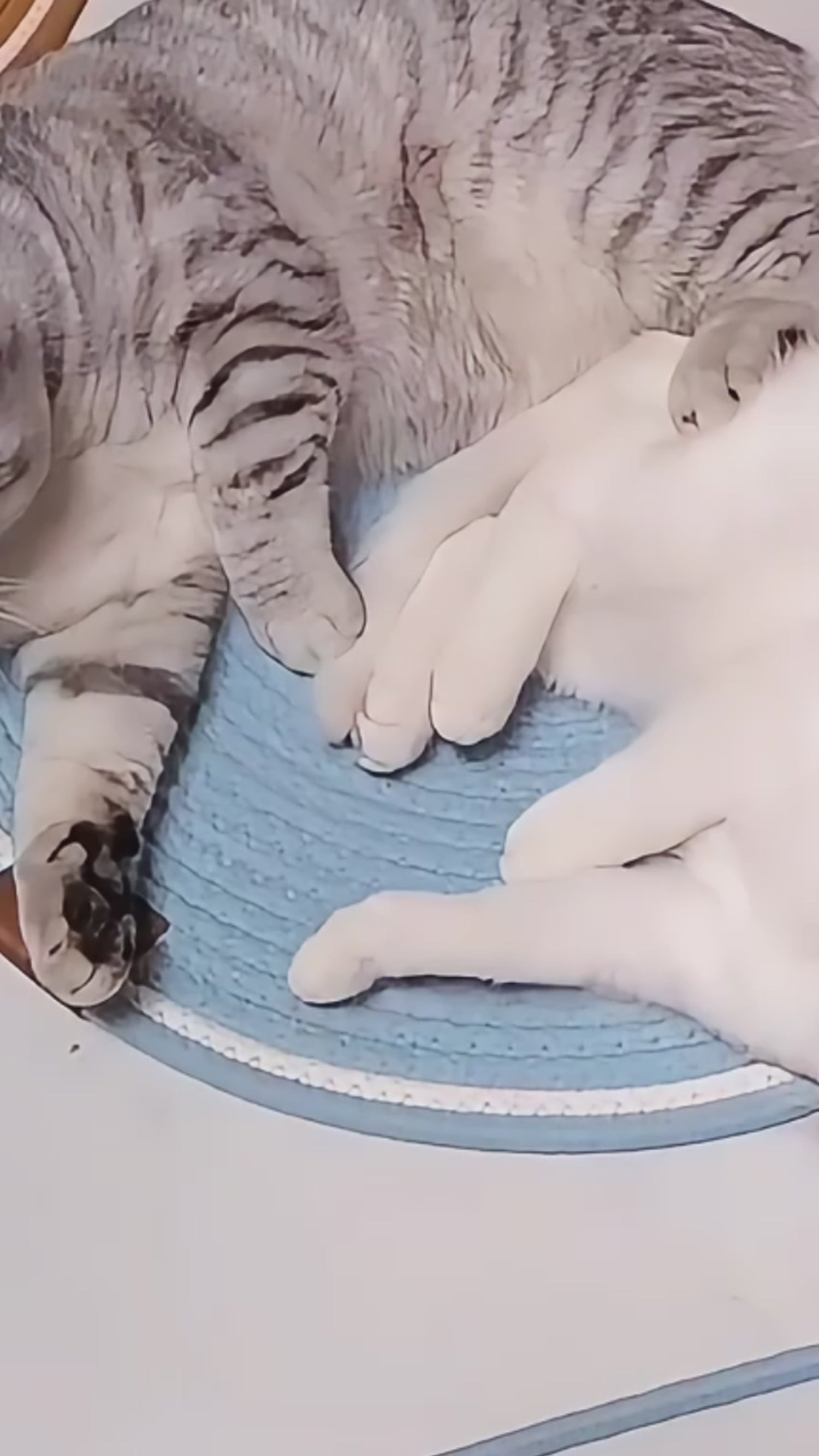 Braided Cotton Rope Scratching Mat for Cats and Kittens 00