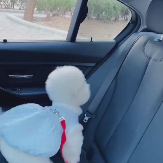 Red Dog leash with a dog fastened safely in a car