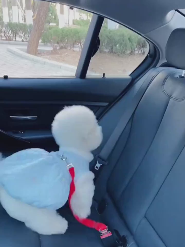 Red Dog leash with a dog fastened safely in a car